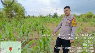 ‎Bhabinkamtibmas Polsek Gunungkencana Monitoring Pertumbuhan Jagung Hibrida Bersama Kelompok Tani Giri Mukti.