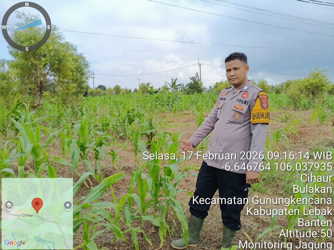 ‎Bhabinkamtibmas Polsek Gunungkencana Monitoring Pertumbuhan Jagung Hibrida Bersama Kelompok Tani Giri Mukti.