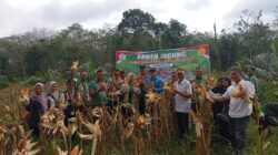 Dukung Program Nasional, Polsek Pelawan Singkut Panen Jagung 1 Ton di Desa Pasar Singkut