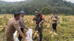 Babinsa Koramil 420-08/Tabir Laksanakan Komsos dan panen jagung Bersama masyarakat Desa Muara Kibul bersama Bhabinkamtibmas, 