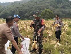 Babinsa Koramil 420-08/Tabir Laksanakan Komsos dan panen jagung Bersama masyarakat Desa Muara Kibul bersama Bhabinkamtibmas, 