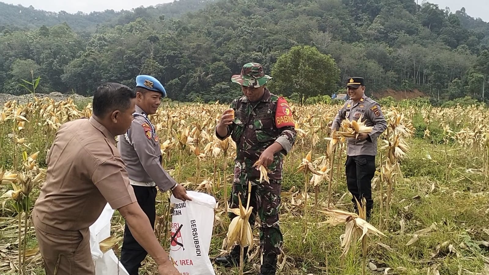 Babinsa Koramil 420-08/Tabir Laksanakan Komsos dan panen jagung Bersama masyarakat Desa Muara Kibul bersama Bhabinkamtibmas, 