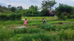 Koramil 420-04/Sarolangun bantu petani memanen bayam di lahan kurang lebih 0,4 ha milik Ibu Nila di Desa Tinting Koramil 420-04/Sarolangun bantu petani memanen bayam di lahan kurang lebih 0,4 ha milik Ibu Nila di Desa Tinting