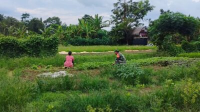 Koramil 420-04/Sarolangun bantu petani memanen bayam di lahan kurang lebih 0,4 ha milik Ibu Nila di Desa Tinting Koramil 420-04/Sarolangun bantu petani memanen bayam di lahan kurang lebih 0,4 ha milik Ibu Nila di Desa Tinting