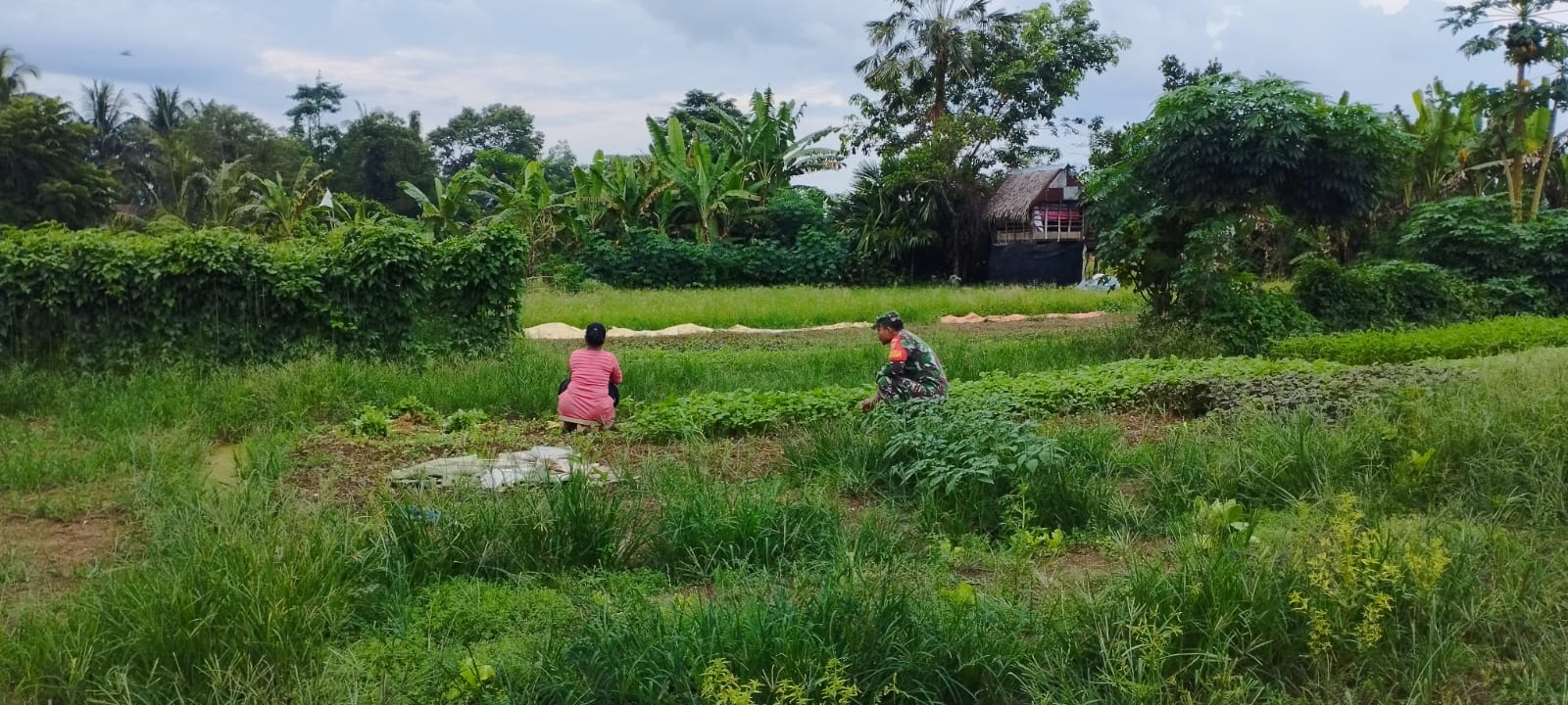 Koramil 420-04/Sarolangun bantu petani memanen bayam di lahan kurang lebih 0,4 ha milik Ibu Nila di Desa Tinting