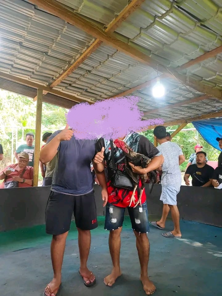 Judi Sabung Ayam di Medan, Kapolda Diminta Tindak Tegas