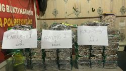 Sabu 3 Karung dari Perbatasan: Kurir Tumbang, Bandar Masih Bayangan Sabu 3 Karung dari Perbatasan: Kurir Tumbang, Bandar Masih Bayangan