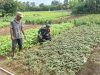 Babinsa Koramil 04/Sarolangun bantu petani mengecek dan membersihkan gulma kebun Sayur sayuran