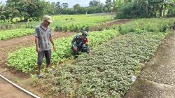 Babinsa Koramil 04/Sarolangun bantu petani mengecek dan membersihkan gulma kebun Sayur sayuran Babinsa Koramil 04/Sarolangun bantu petani mengecek dan membersihkan gulma kebun Sayur sayuran