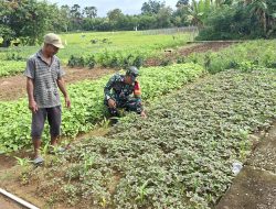 Babinsa Koramil 04/Sarolangun bantu petani mengecek dan membersihkan gulma kebun Sayur sayuran