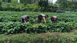 Babinsa Koramil 02/Bebesen Bantu Warga Rawat Tanaman Ubi Jalar Demi Tingkatkan Penghasilan Babinsa Koramil 02/Bebesen Bantu Warga Rawat Tanaman Ubi Jalar Demi Tingkatkan Penghasilan