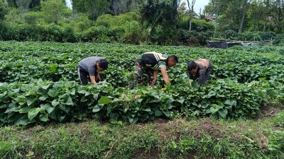 Babinsa Koramil 02/Bebesen Bantu Warga Rawat Tanaman Ubi Jalar Demi Tingkatkan Penghasilan