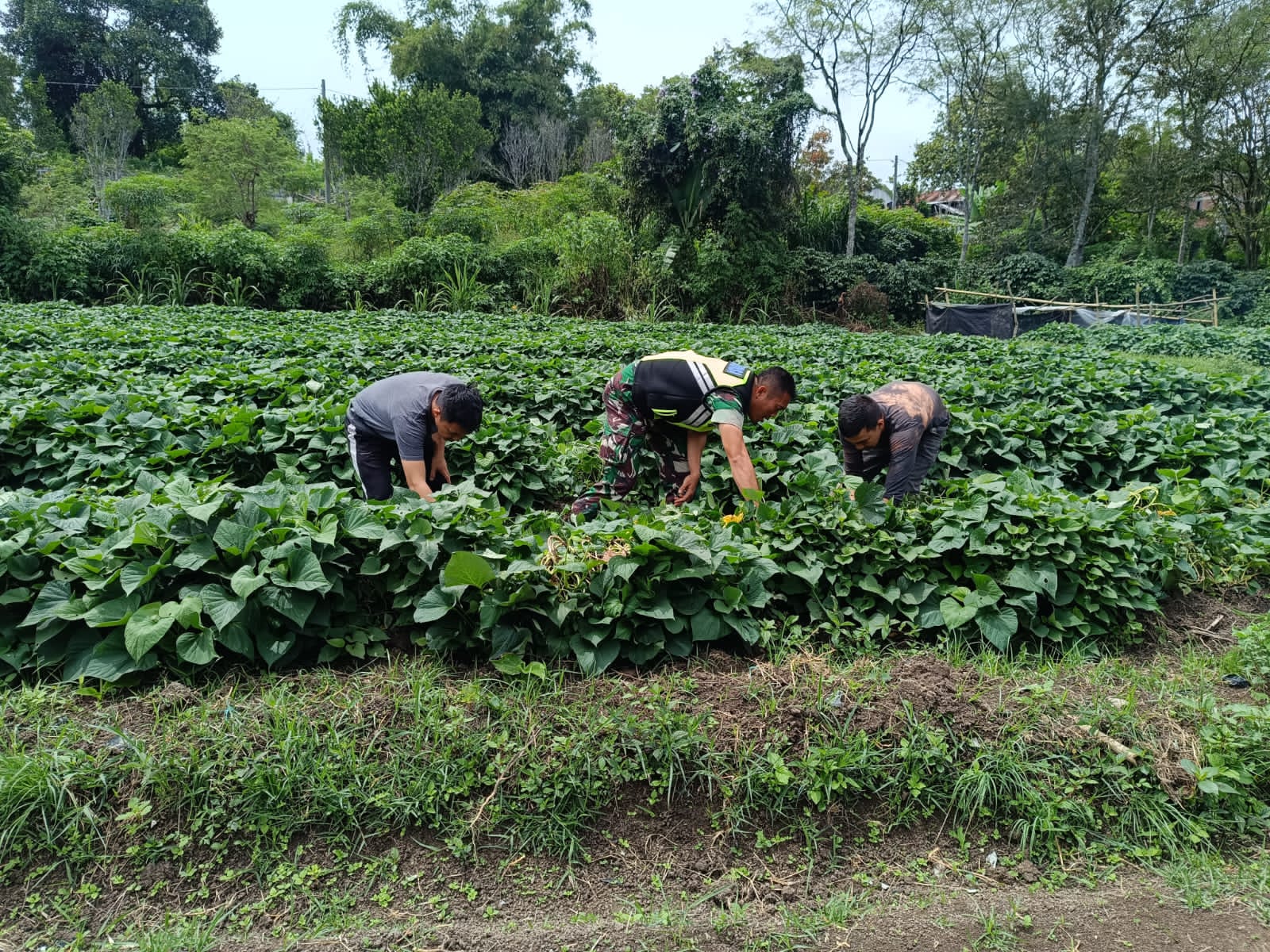 Babinsa Koramil 02/Bebesen Bantu Warga Rawat Tanaman Ubi Jalar Demi Tingkatkan Penghasilan