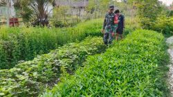 Dukung ketahanan pangan Babinsa Koramil 420-04/Sarolangun Kodim 0420/SARKO  melaksanakan pendampingan karya nyata pada petani