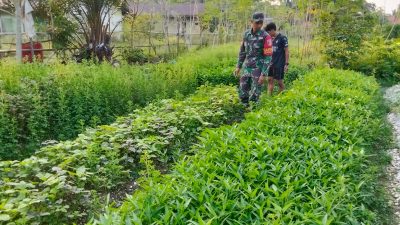 Dukung ketahanan pangan Babinsa Koramil 420-04/Sarolangun Kodim 0420/SARKO  melaksanakan pendampingan karya nyata pada petani
