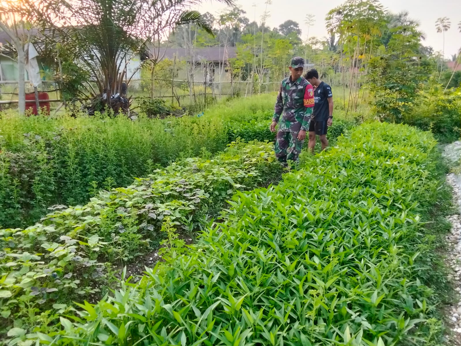 Dukung ketahanan pangan Babinsa Koramil 420-04/Sarolangun Kodim 0420/SARKO  melaksanakan pendampingan karya nyata pada petani