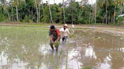 Babinsa Koramil 02/Bebesen Bantu Warga Tanam Padi Demi Tingkatkan Penghasilan