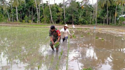 Babinsa Koramil 02/Bebesen Bantu Warga Tanam Padi Demi Tingkatkan Penghasilan