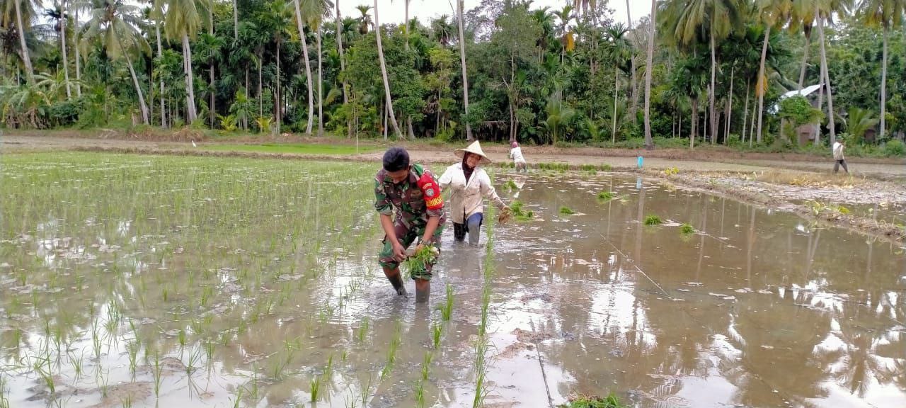 Babinsa Koramil 02/Bebesen Bantu Warga Tanam Padi Demi Tingkatkan Penghasilan