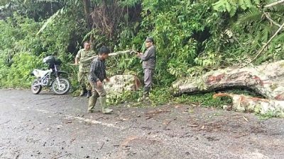 Gerak Cepat Atasi Kemacetan, Dandim 0106/Aceh Tengah Turunkan Anggota Bersihkan Kayu Tumbang