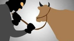 Oknum Kades Cenrana Baru Maros Dilaporkan ke Polisi, Diduga Terbitkan Surat Jalan untuk 4 Sapi Curian, LSM KIPFA Minta Ditindak Tegas