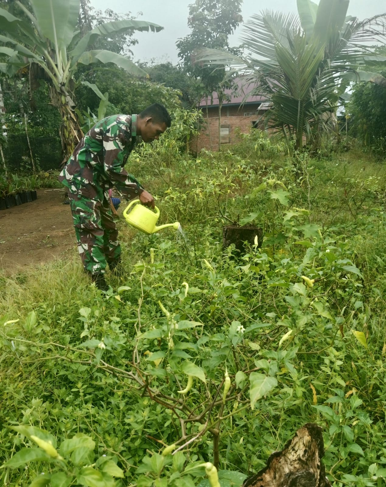 Babinsa Bantu Petani Bersihkan Dan Lakukan Perawatan Lahan Pertanian