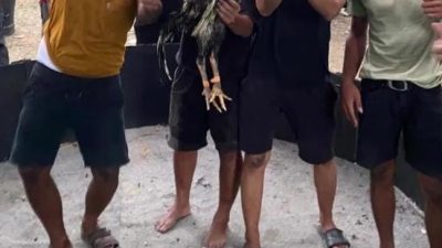 Diduga Kapolsek Pante Labu dapat setoran dari judi sabung ayam “Sis Bengkel & Heri”,Diminta Kepada Kapolres dan Kapolda tangkap dan Copot Kapolsek Pante labu