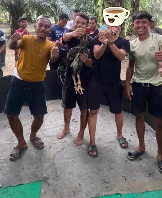 Diduga Kapolsek Pante Labu dapat setoran dari judi sabung ayam “Sis Bengkel & Heri”,Diminta Kepada Kapolres dan Kapolda tangkap dan Copot Kapolsek Pante labu