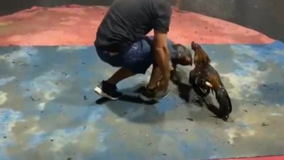 Kapolsek Kutalimbaru Diduga Terima Setoran, Kapolda Sumut Diminta Bertindak